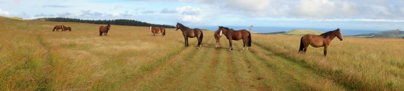 Horses in Rapa Nui